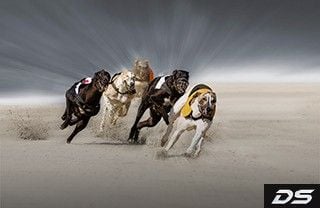 Dogs